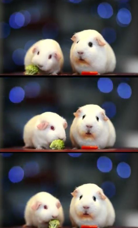 Plantilla de meme scared guinea pigs