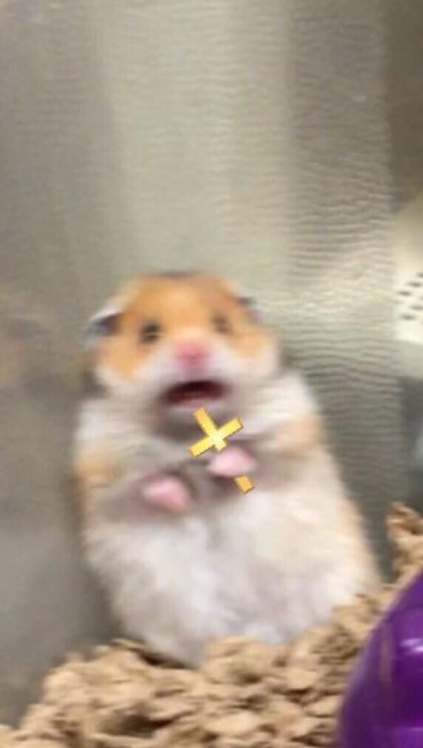 Plantilla de meme Scared Hamster Cross meme