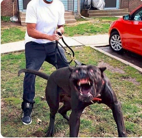 Plantilla de meme scary dog meme