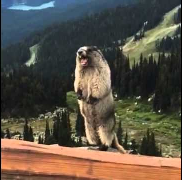 Plantilla de meme Screaming beaver