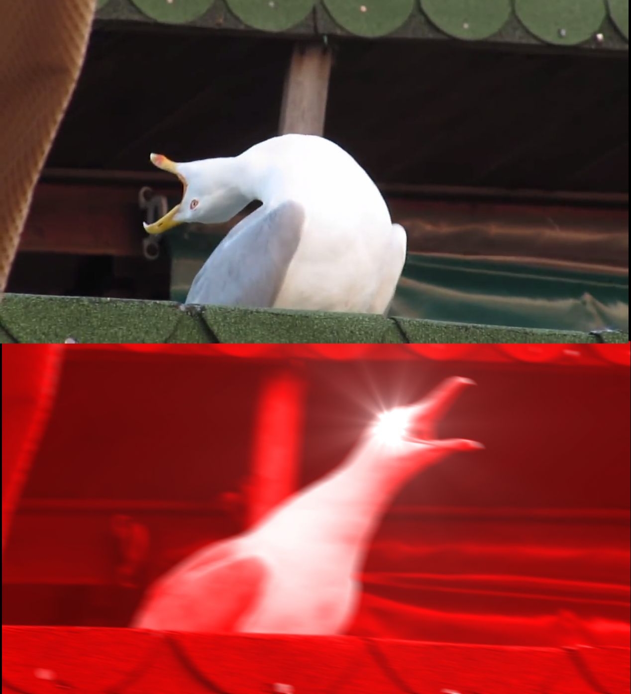 Plantilla de meme Screaming bird
