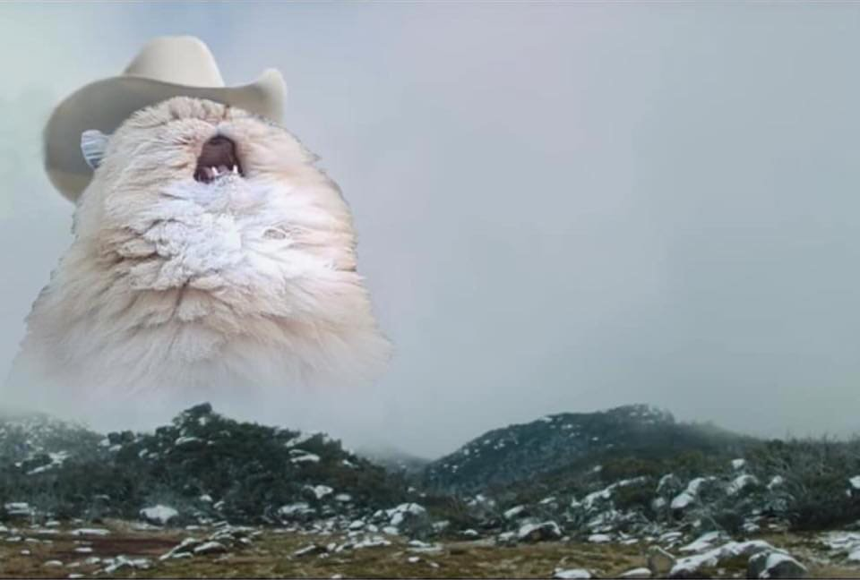 Plantilla de meme Screaming Cowboy Cat