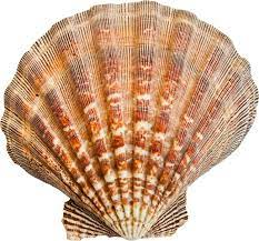 Plantilla de meme seashell