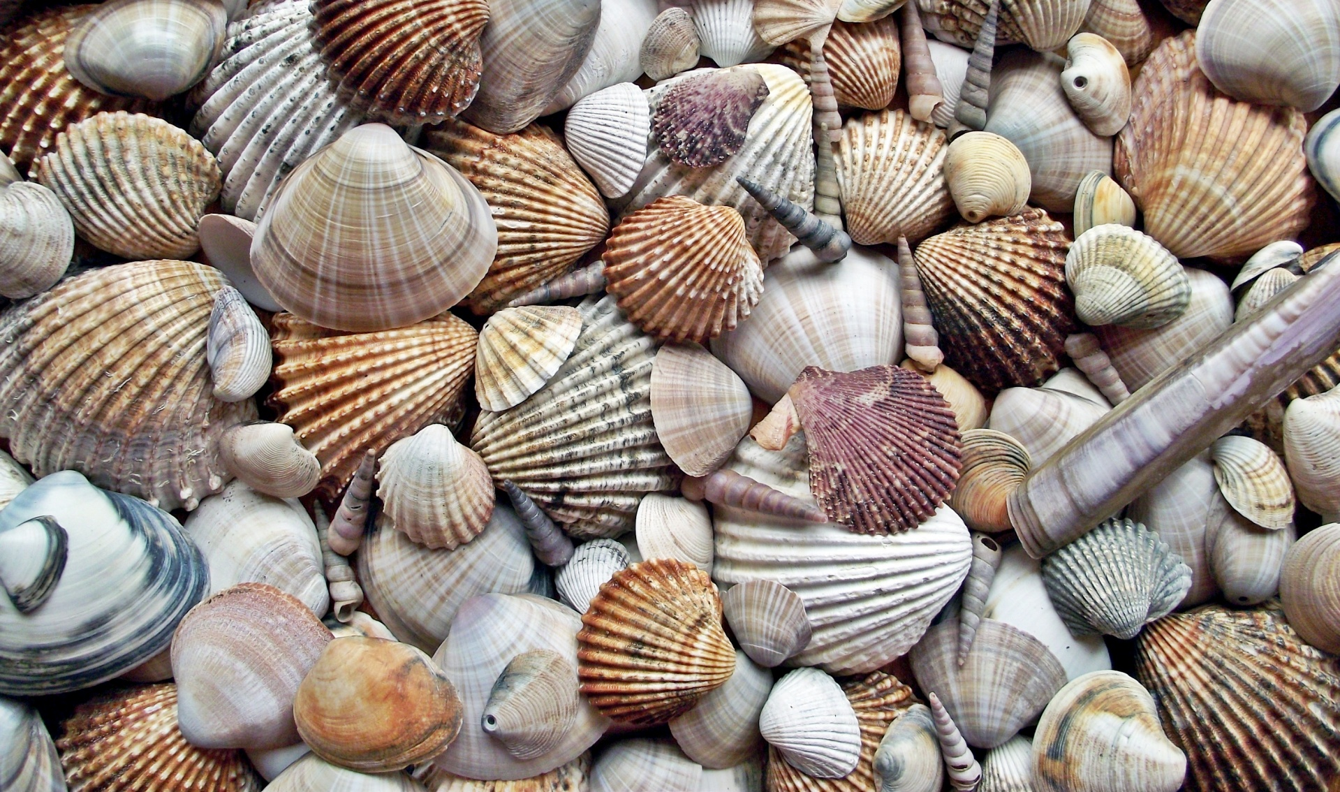 Plantilla de meme Seashells
