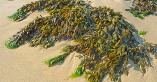 Plantilla de meme Seaweed
