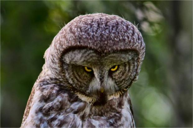 Seriously Owl meme template