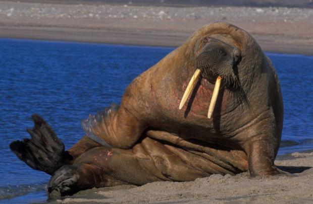 Plantilla de meme Sexy walrus