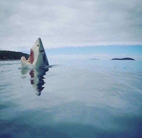 Template meme shark_head_out_of_water