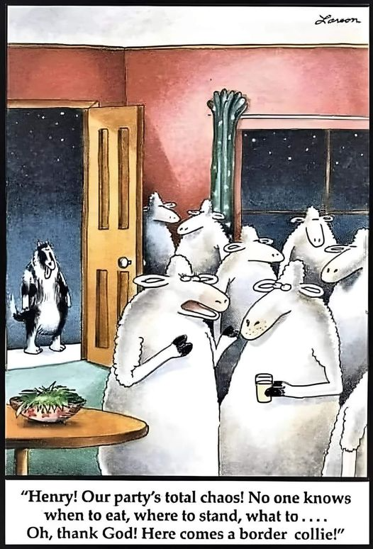 Plantilla de meme Sheep and Border Collie