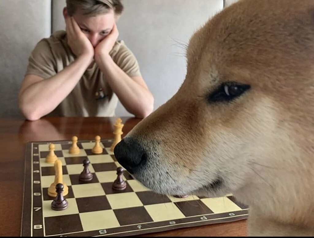 Plantilla de meme Shiba chessboard