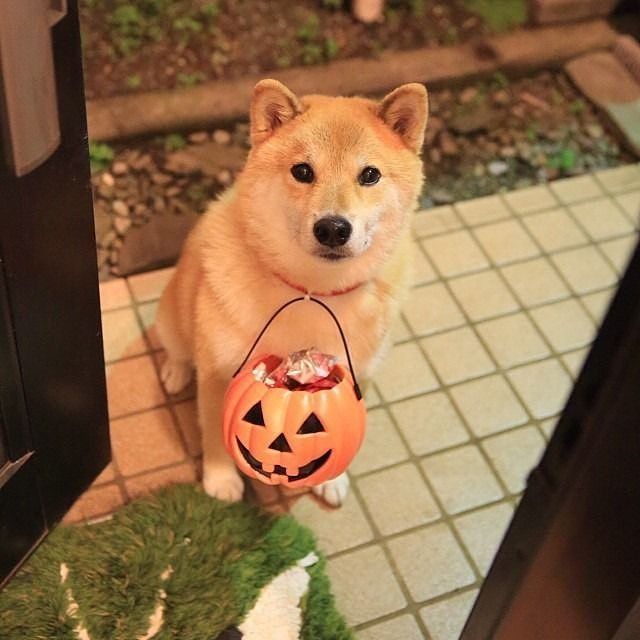 Template meme Shiba inu dog