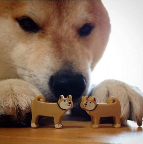 Template meme Shiba inu/doge playing