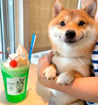Template meme shiba inu gets a dog drink