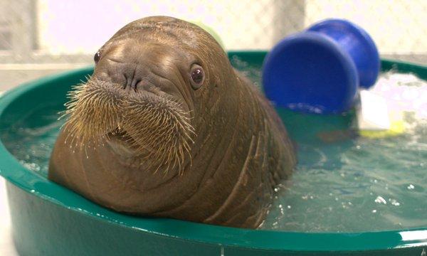 Plantilla de meme shocked baby walrus