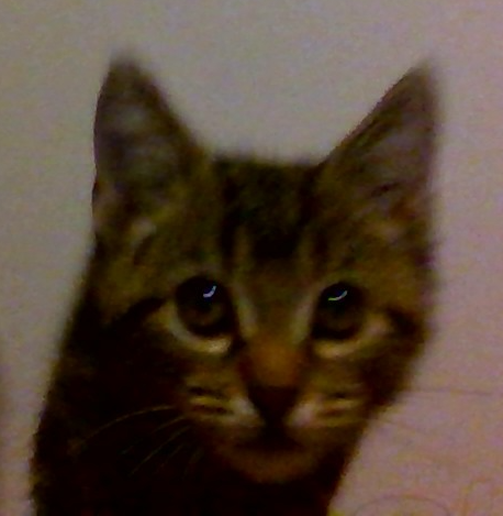 Plantilla de meme Shocked Kitten Meme