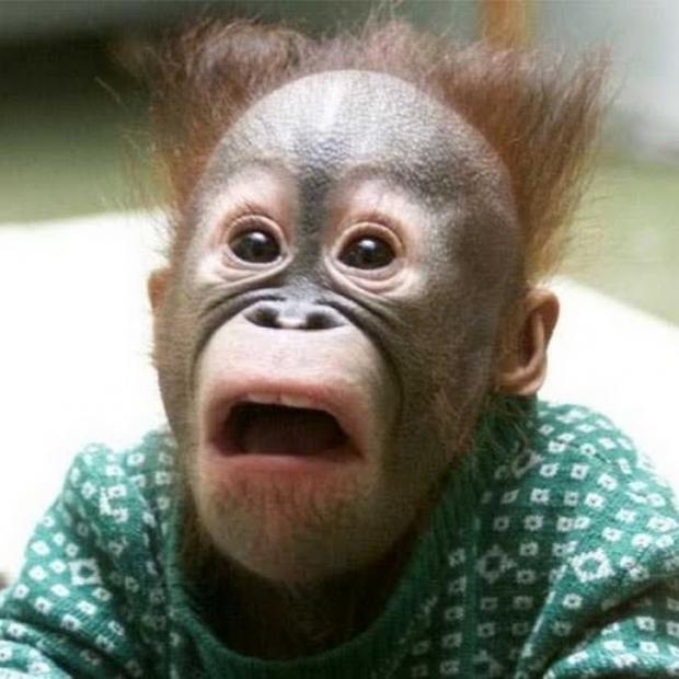 Plantilla de meme Shocked Monkey