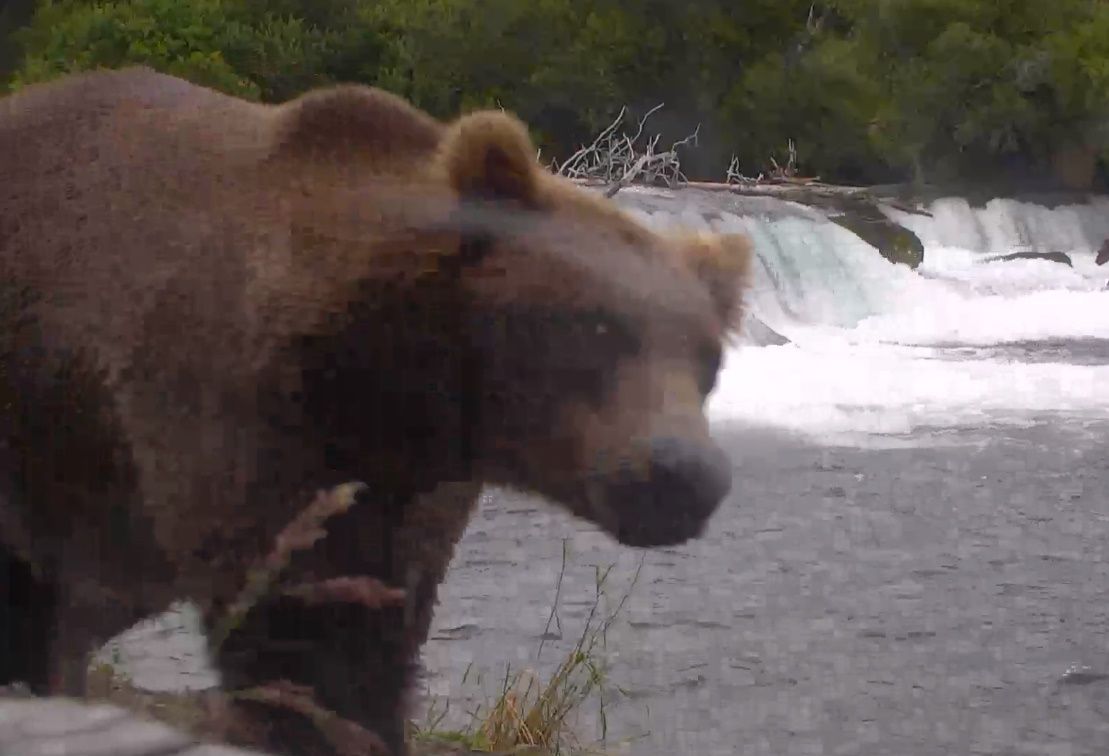 Template meme SIDE EYE BEAR MEME