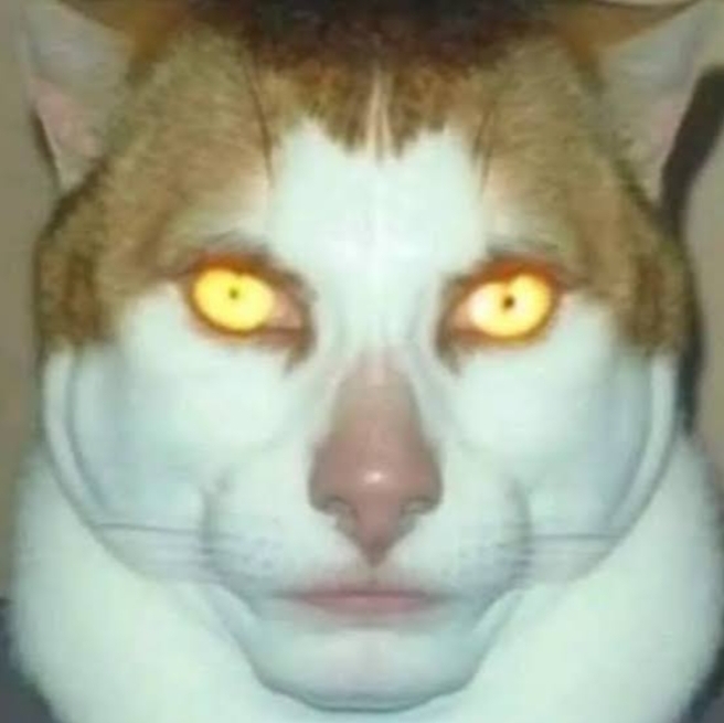 Plantilla de meme Sigma Cat