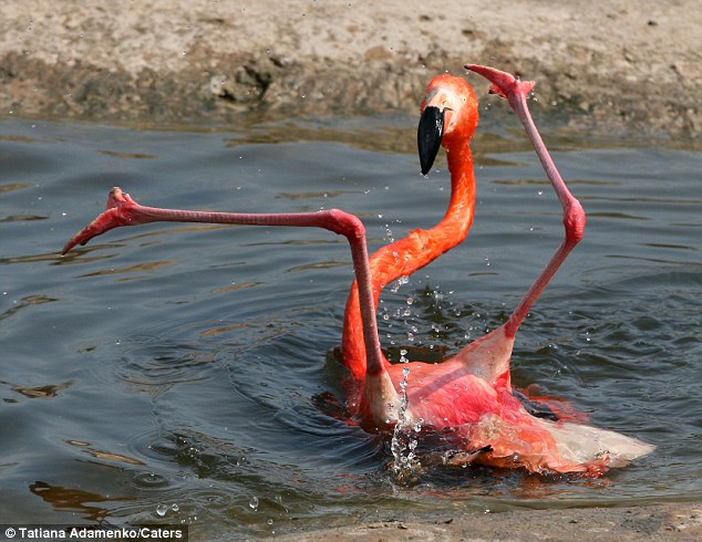 Plantilla de meme Single and ready to Flamingo