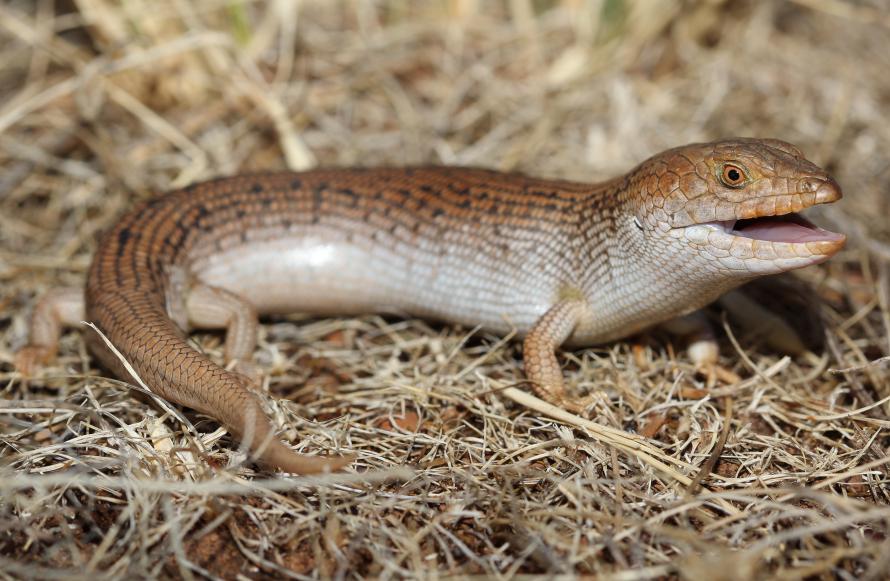 Plantilla de meme Skink Surprise