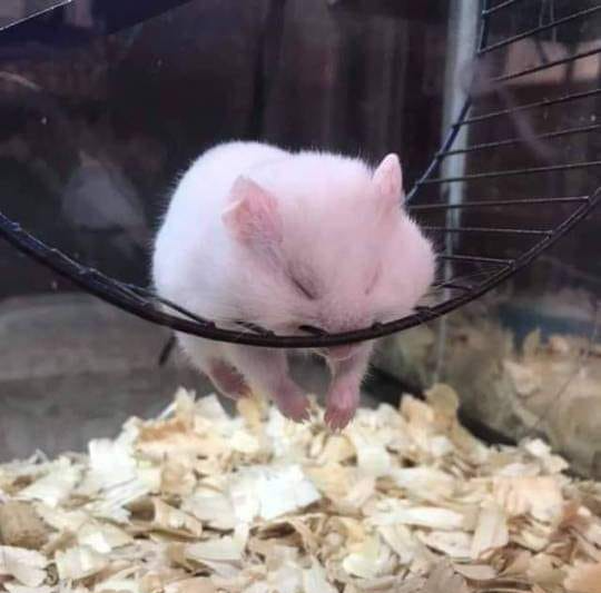 Plantilla de meme Sleeping Hamster on a Wheel