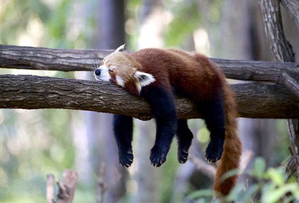 Template meme Sleepy Red Panda