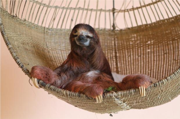 Sloth Hammock meme template