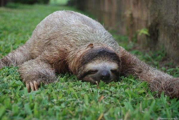 Template meme Sloth Monday