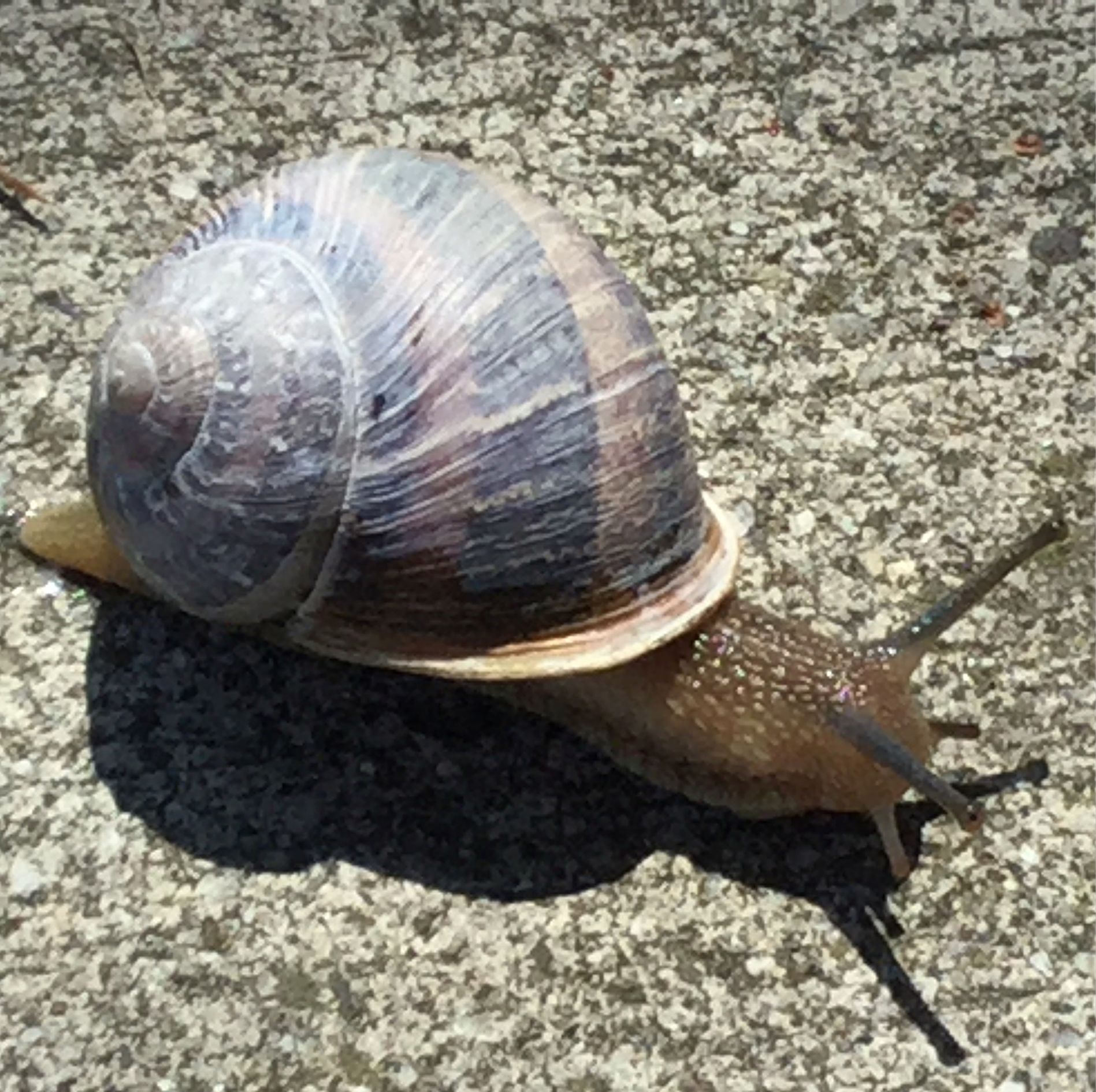 Plantilla de meme Slow as a snail...