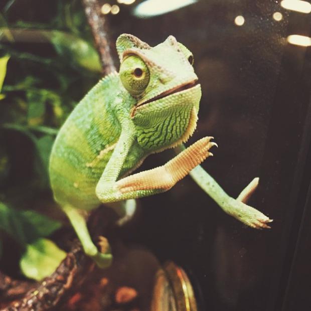 Slow Clap Chameleon  meme template