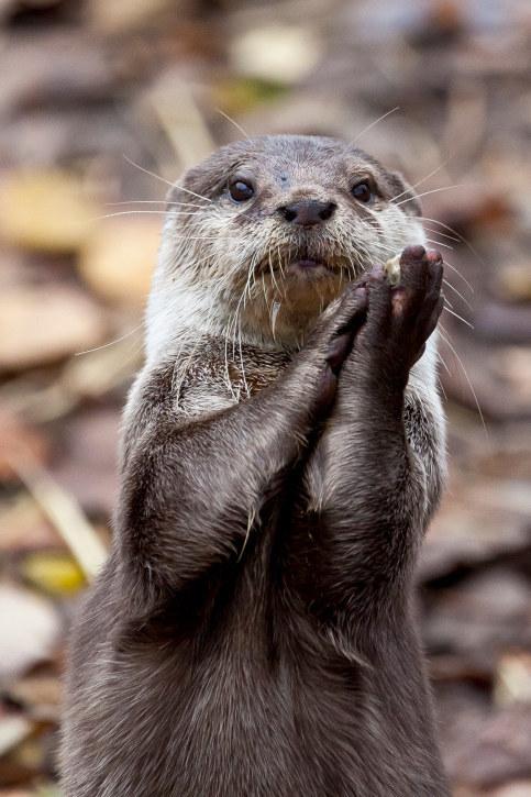 Plantilla de meme Slow-Clap Otter