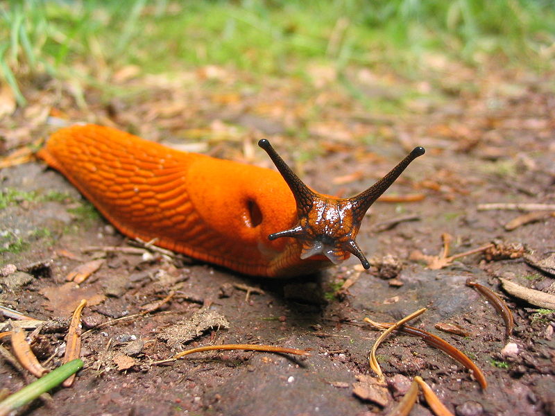 Slug belated birthday meme template