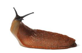 Plantilla de meme slug life