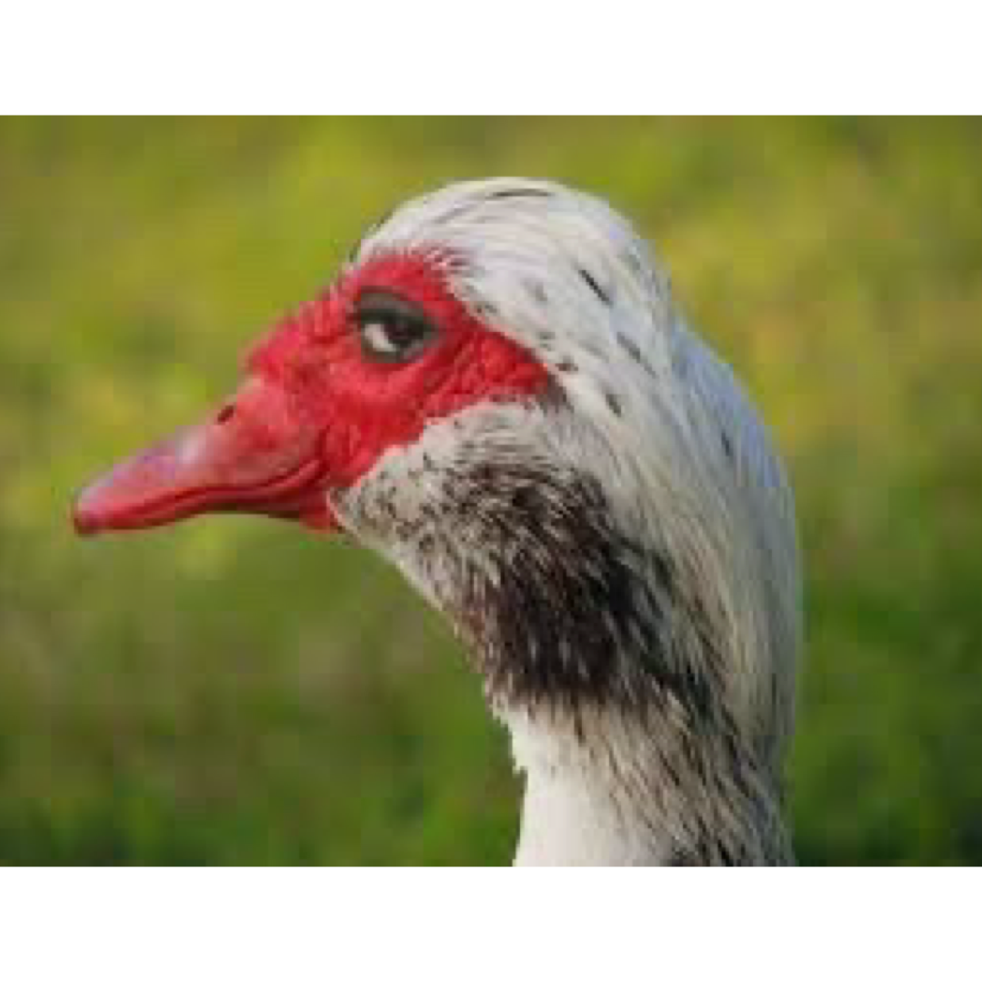 Template meme Sly duck meme