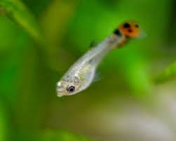 Plantilla de meme Small Guppy
