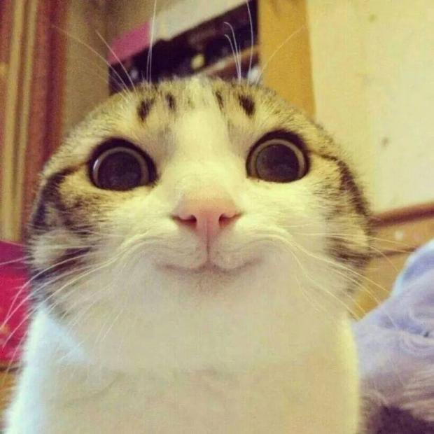 Plantilla de meme Smiling Cat
