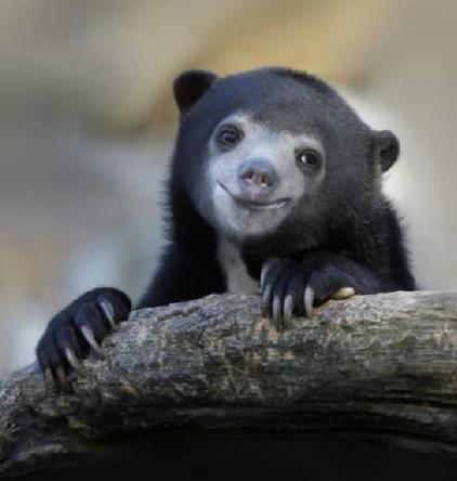 Plantilla de meme smiling confession bear