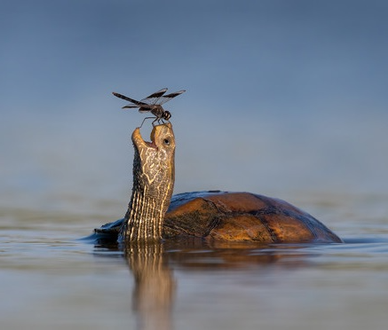 Plantilla de meme smiling turtle