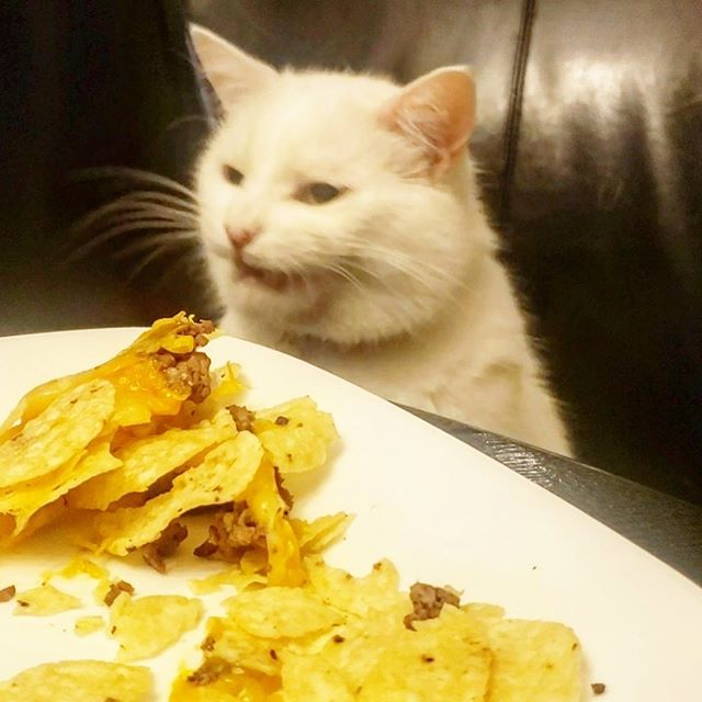 Plantilla de meme Smudge the Cat w/ plate of tacos