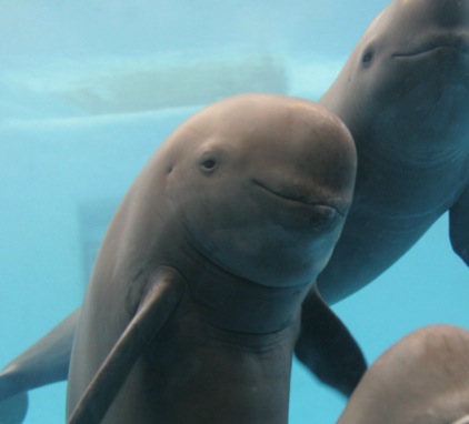 Plantilla de meme Smug Porpoise