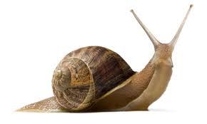 Plantilla de meme SNAIL