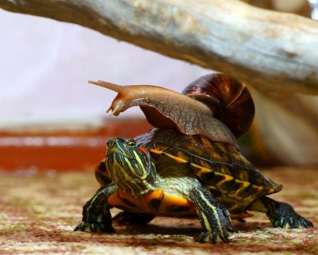Plantilla de meme snail on a turtle