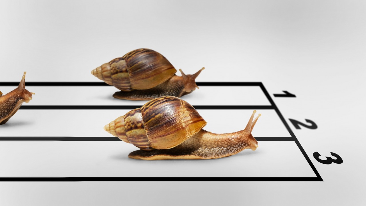 Plantilla de meme Snail race