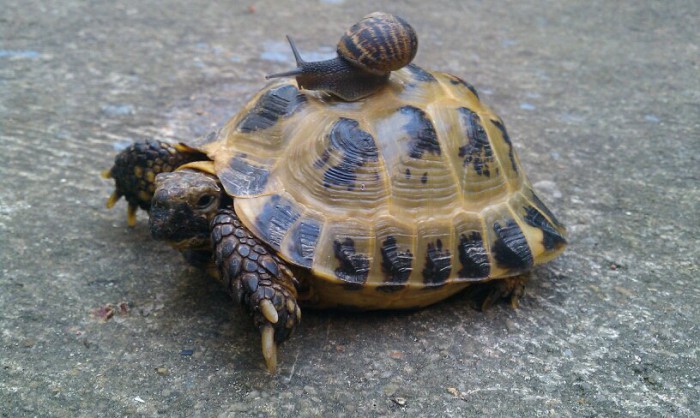 Plantilla de meme Snail riding turtle