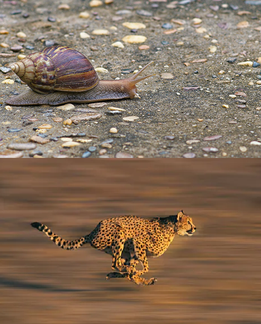 Plantilla de meme snail vs cheetah