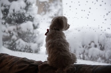 Template meme Snow day dog