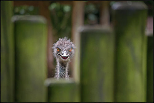 Plantilla de meme Soon Ostrich
