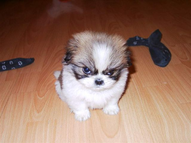 Plantilla de meme sophisticated puppy harumph 2