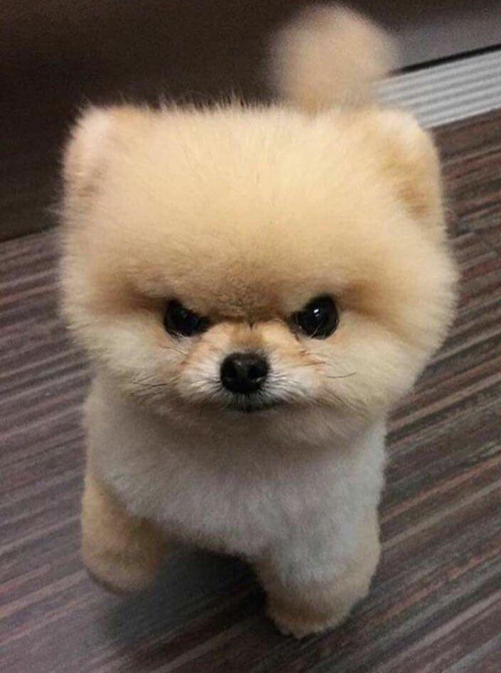 Template meme sophisticated puppy harumph 3