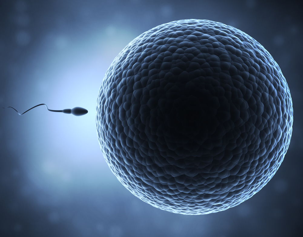 Template meme Sperm and Egg
